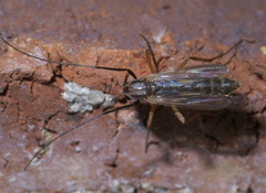 Glyptotendipes testaceus