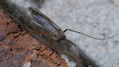 Glyptotendipes testaceus