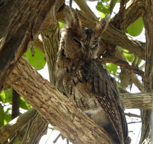 Wallace's Scops Owl (Otus silvicola), photo 3