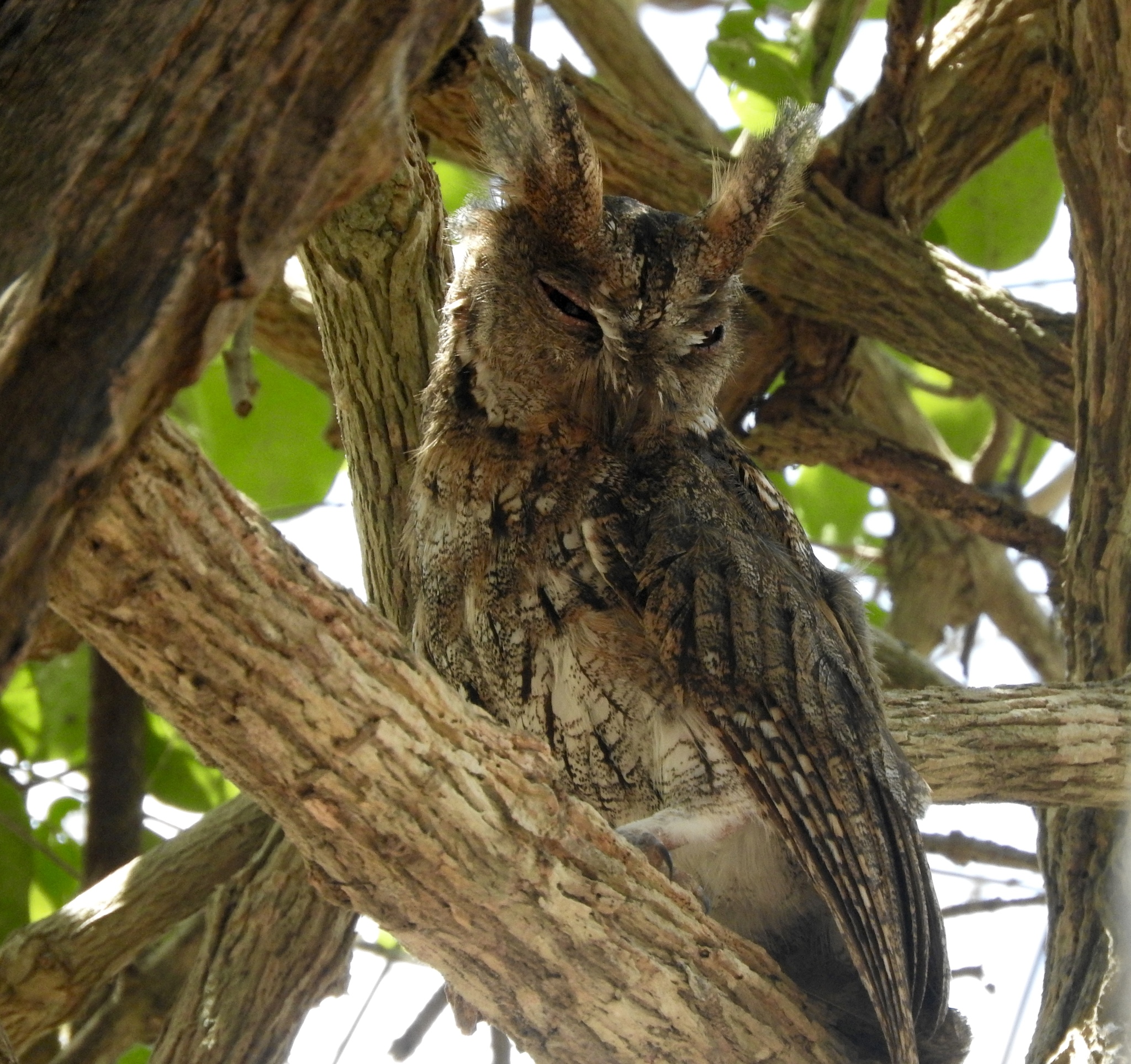 Wallace's Scops Owl (Otus silvicola), photo 1