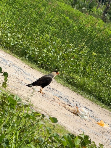 Crested Caracara