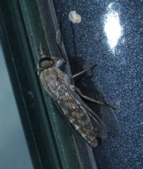 Tabanus abactor