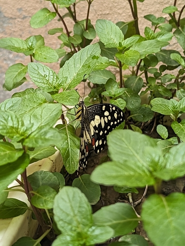 Lime Swallowtail