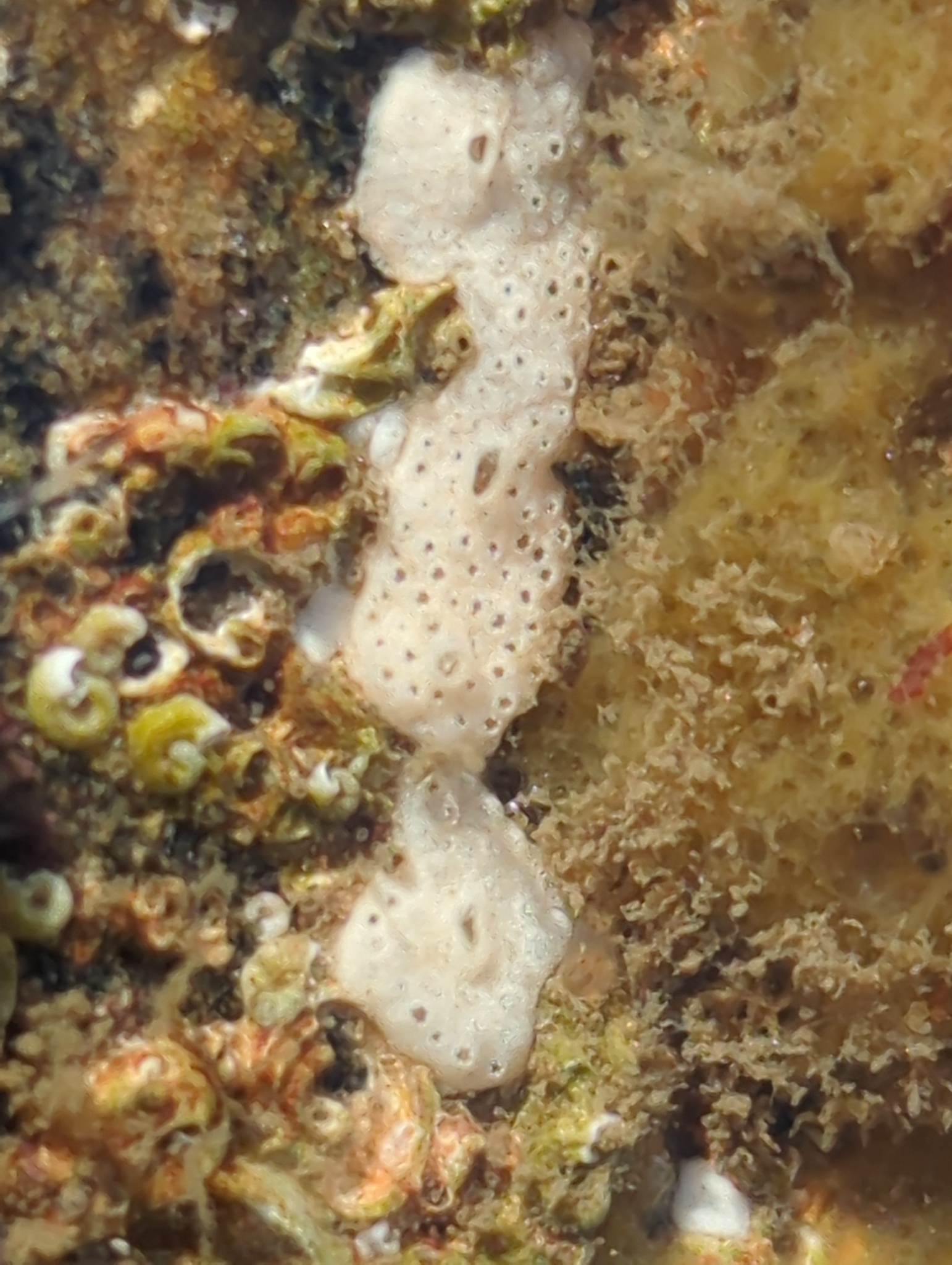 Lissoclinum perforatum (Giard, 1872)