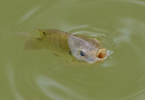 Oreochromis niloticus