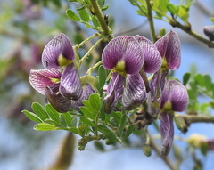 Ormocarpum trichocarpum