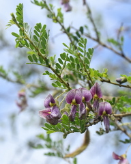 Ormocarpum trichocarpum