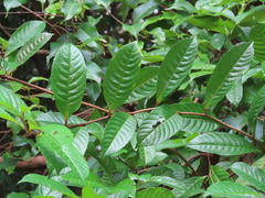 Tetracera indica
