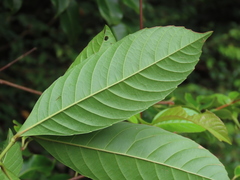 Tetracera indica