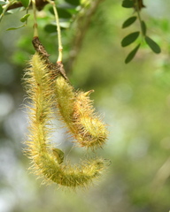 Ormocarpum trichocarpum