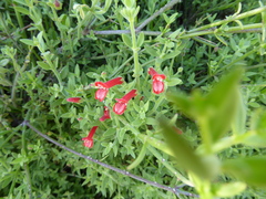 Gambelia juncea