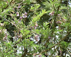 Ormocarpum trichocarpum