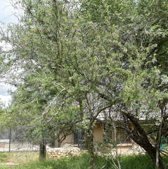 Ormocarpum trichocarpum