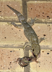 Homopholis walbergii