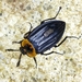 Escarabajo Carroñero - Photo (c) Steven Easley, algunos derechos reservados (CC BY-NC), uploaded by Steven Easley
