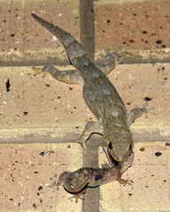 Homopholis walbergii