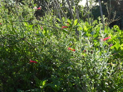 Gambelia juncea