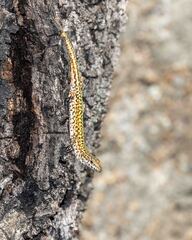 Guadarrama Wall Lizard photo 2