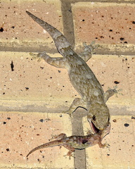 Homopholis walbergii