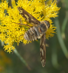 Poecilanthrax willistonii