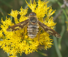 Poecilanthrax willistonii