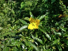 Ludwigia bonariensis