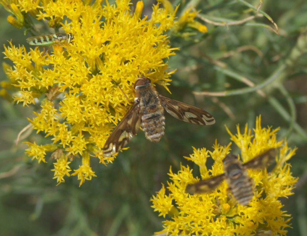 Williston's bee fly