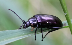 Praeugenini