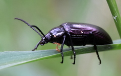 Praeugenini