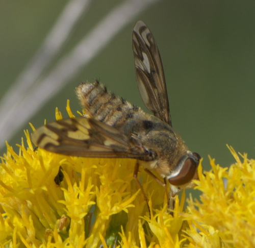 Williston's bee fly photo 5
