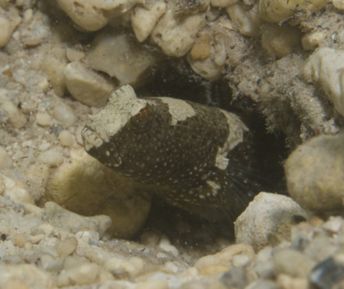 Cryptocentrus leucostictus observed 2026-03-21