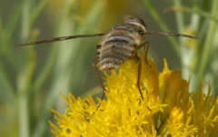 Poecilanthrax willistonii