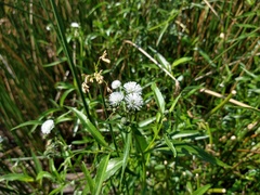Gymnocoronis spilanthoides