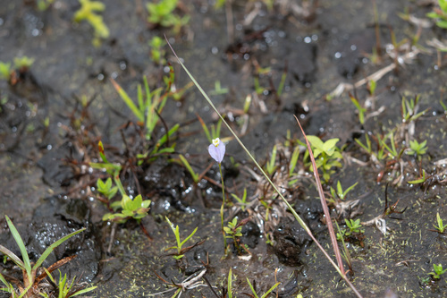 Burmannia coelestis observed 2026-03-15