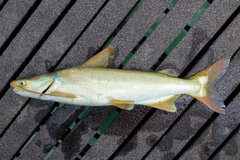 Soldier Catfish photo 2