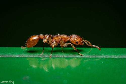 Paratopula demeta