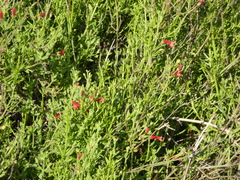 Gambelia juncea