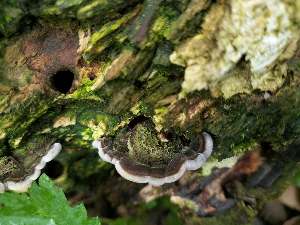 Auricularia mesenterica · March 2026 · photo: © tatiana354 (iNaturalist, cc-by)