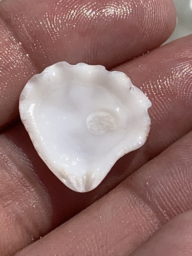 Atlantic Kitten's Paw