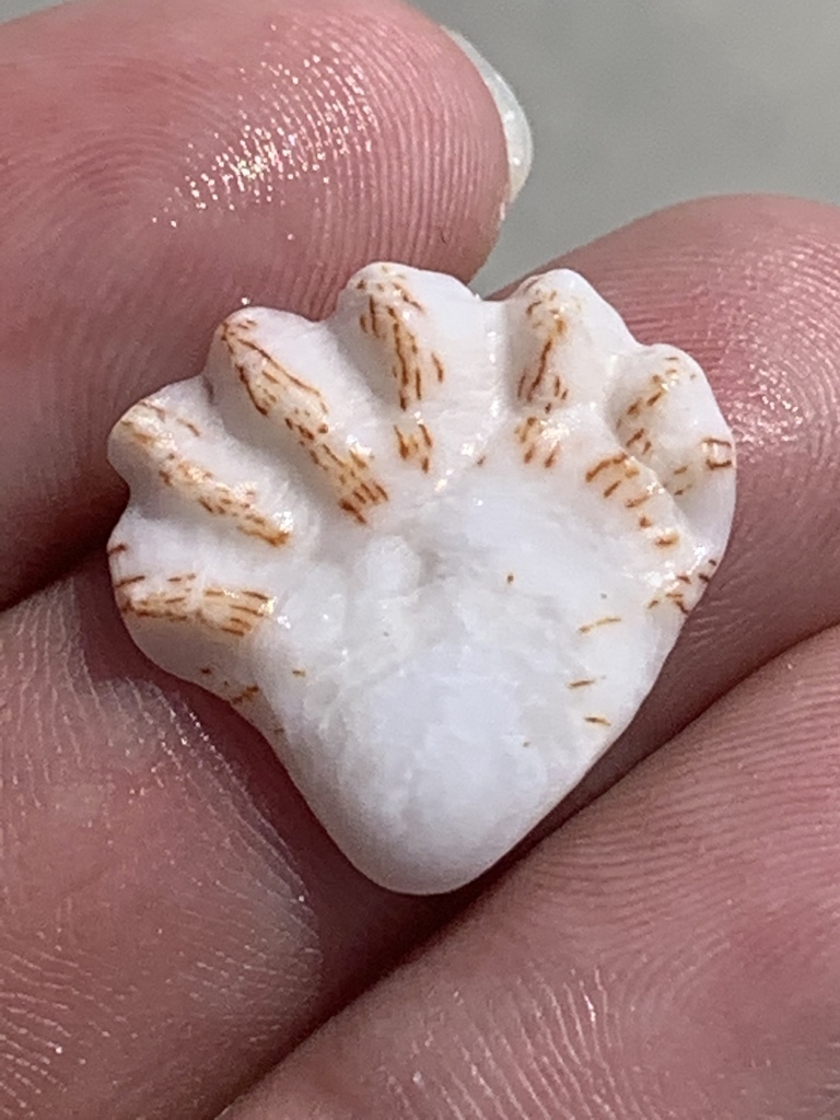Atlantic Kitten's Paw