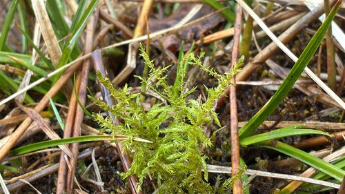 Giant Calliergon Moss (Calliergon giganteum)