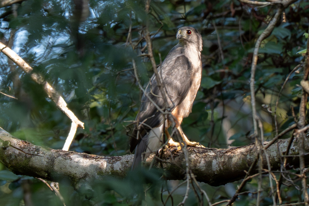 Northern Goshawks and Allies