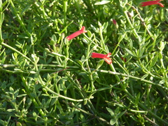 Gambelia juncea
