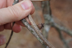 Disholcaspis quercusmamma