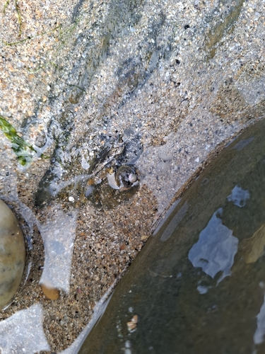 Phorcus lineatus