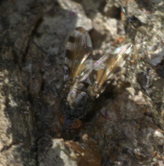 Pseudotephritis vau