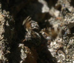 Pseudotephritis vau