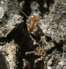 Pseudotephritis vau