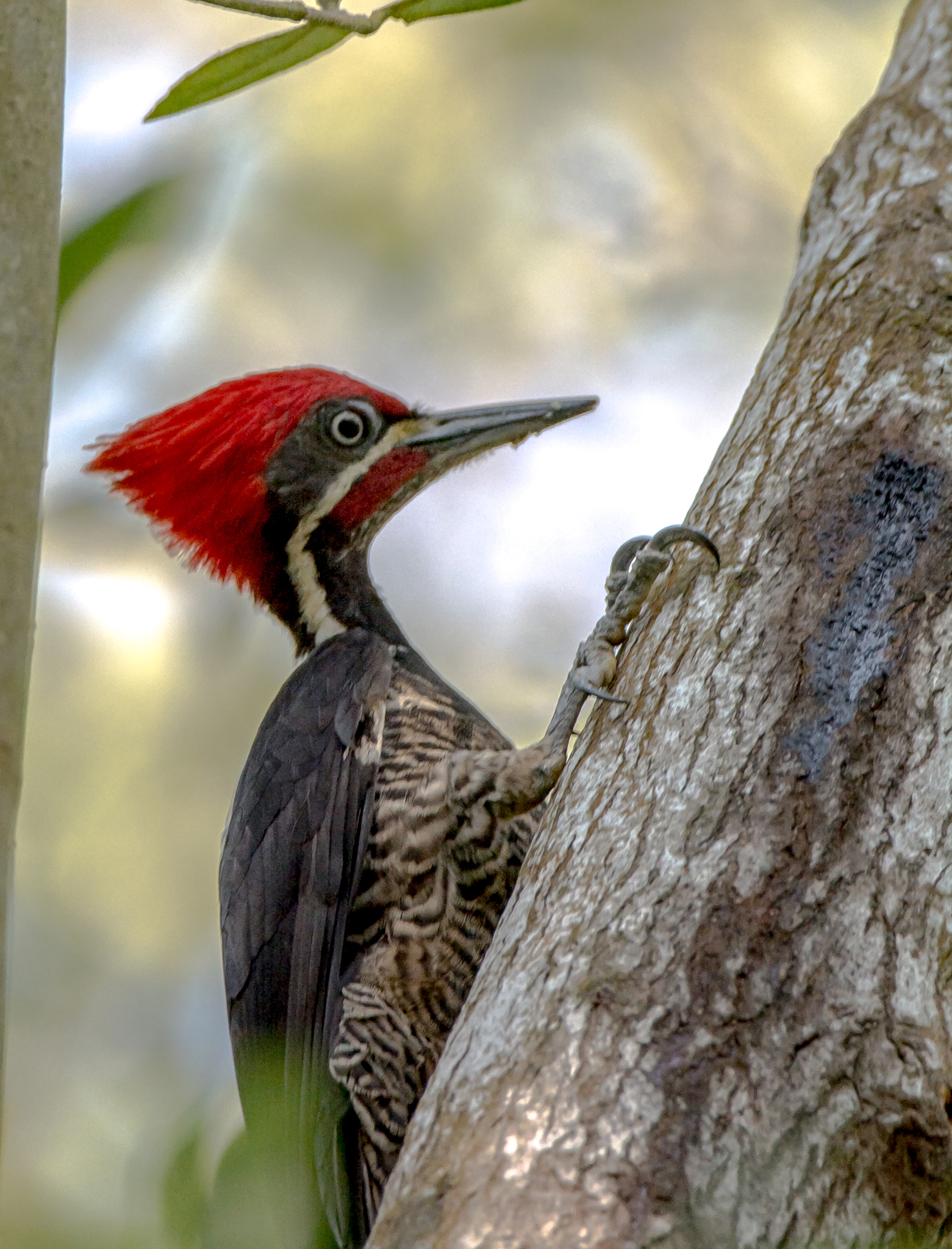 Lineated Woodpecker (Dryocopus lineatus)