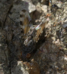 Pseudotephritis vau
